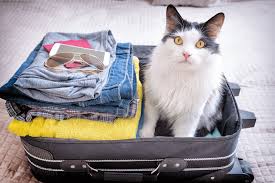 what to do with cats when you travel