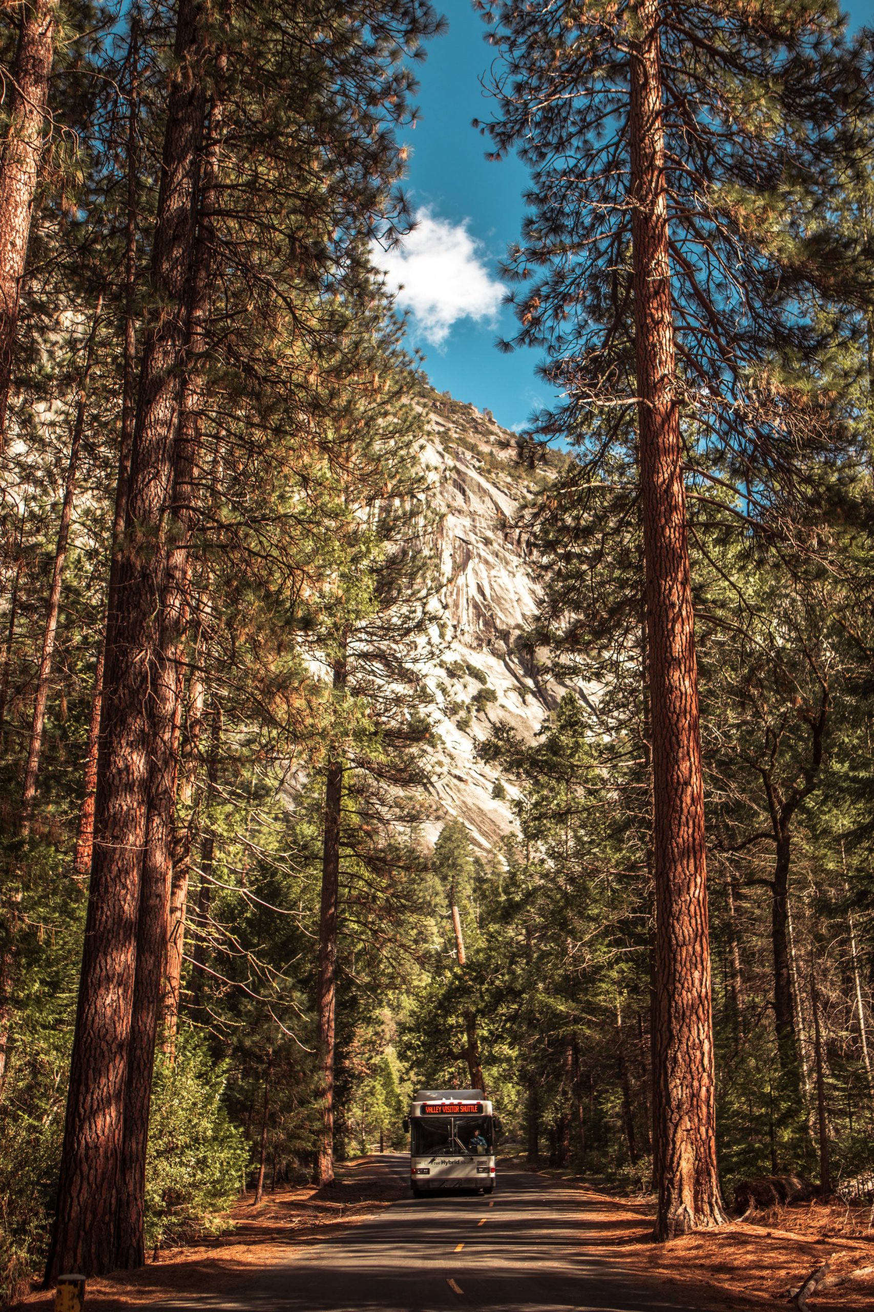 Redwoods in Yosemite